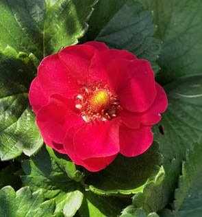Fragaria x ananassa 'Summer Breeze'